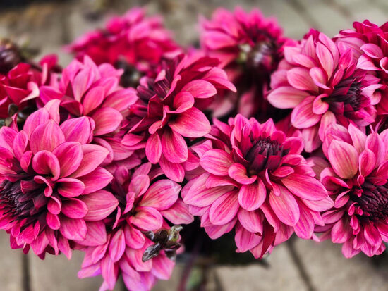 Dālija 'Night Silence'